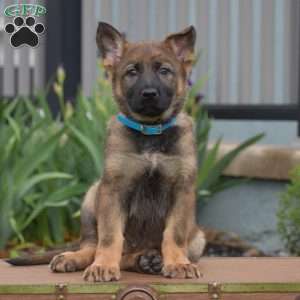 Kandy, German Shepherd Puppy